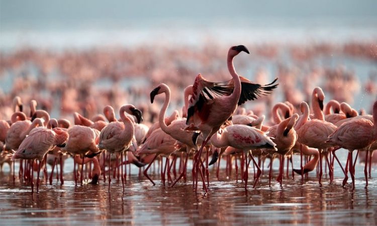 5 Day Lake Nakuru & Masai Mara Romantic Safari