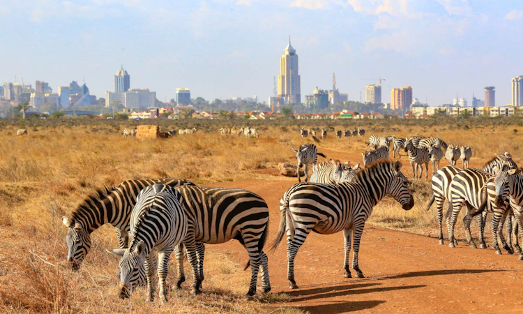 5 Day Nairobi National Park, Samburu & Lake Nakuru Midrange Safari