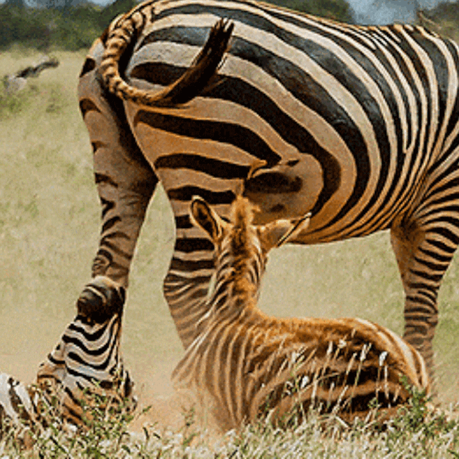 5 Day Tsavo East, Taita Hills & Amboseli Game Safari 1