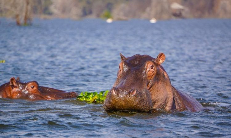 6 Day Amboseli, Lake Naivasha & Masai Mara Luxury Safari 1