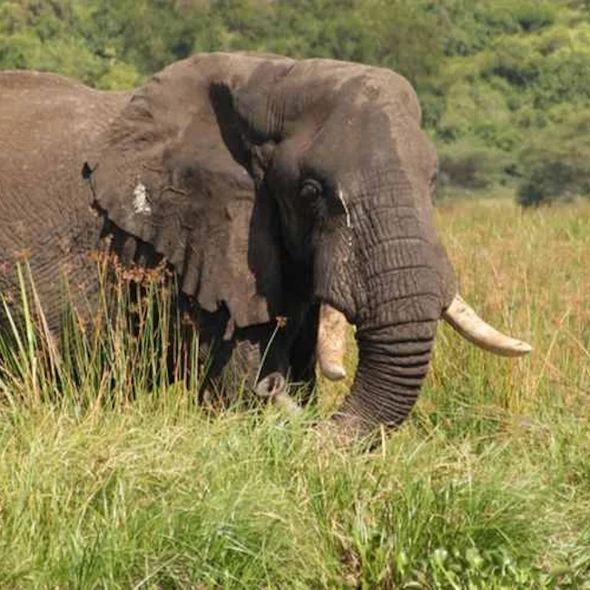 6 Day Amboseli, Lake Naivasha & Masai Mara Luxury Safari