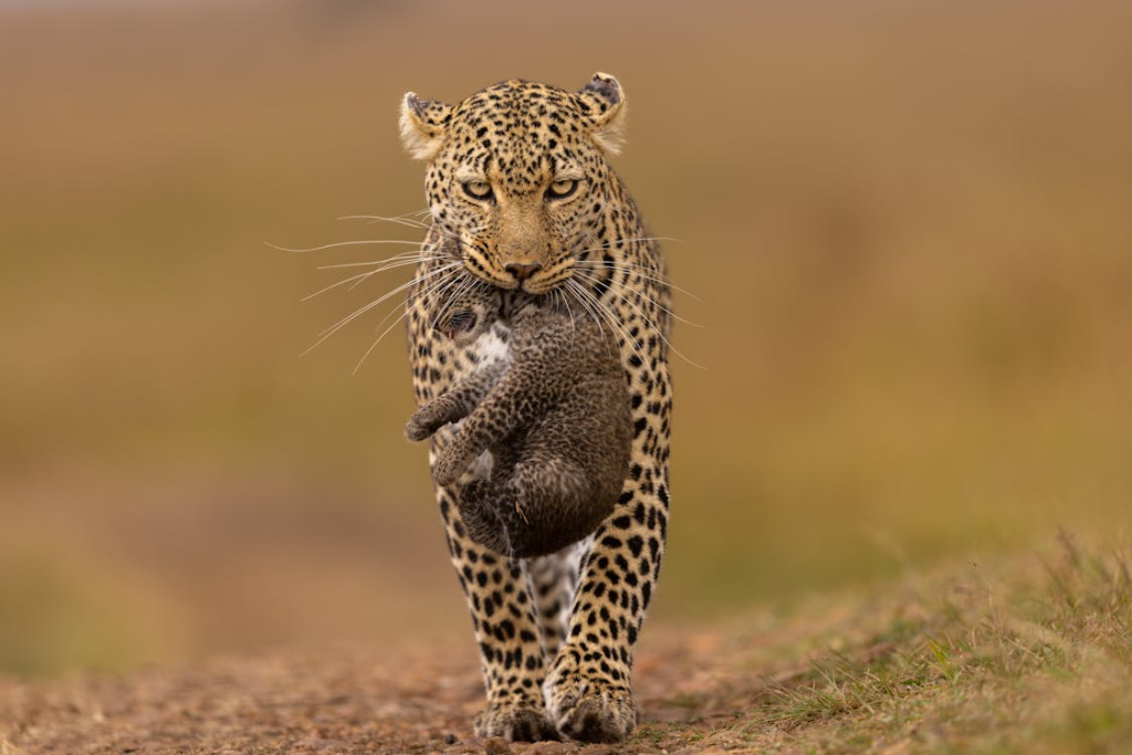 Mara