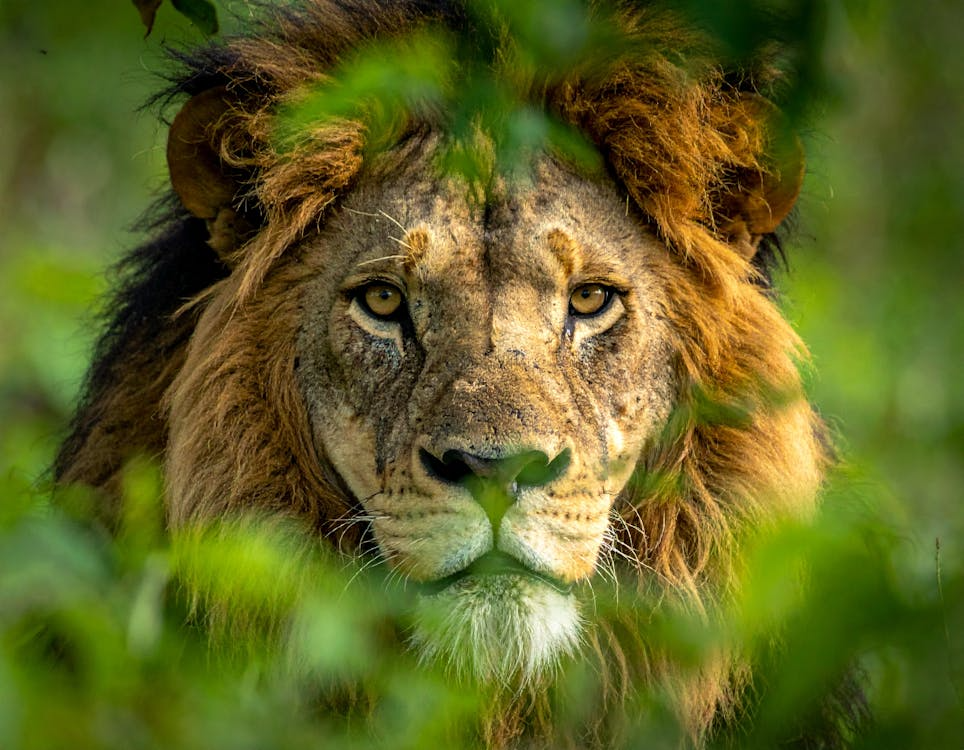 Top Lodges and Camps in the Maasai Mara